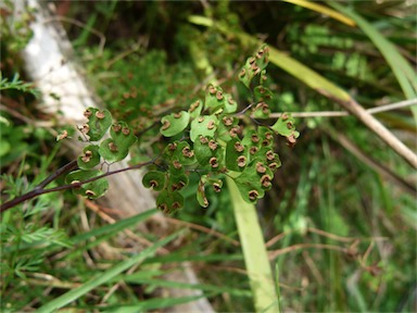 APII jpeg image of Adiantum aethiopicum  © contact APII