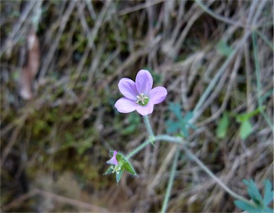 APII jpeg image of Geranium solanderi var. solanderi  © contact APII