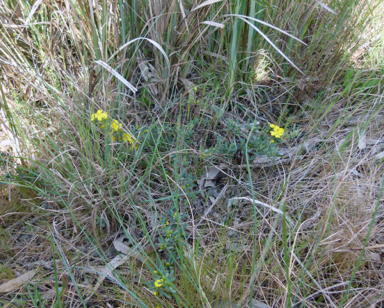 APII jpeg image of Hibbertia obtusifolia  © contact APII