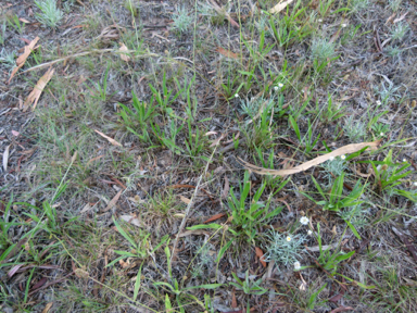 APII jpeg image of Austrostipa scabra subsp. falcata  © contact APII