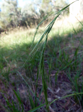 APII jpeg image of Microlaena stipoides var. stipoides  © contact APII