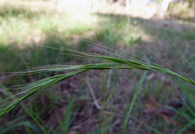 APII jpeg image of Microlaena stipoides var. stipoides  © contact APII