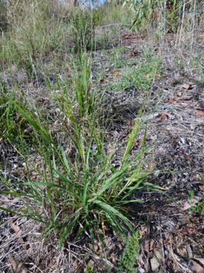 APII jpeg image of Panicum effusum  © contact APII