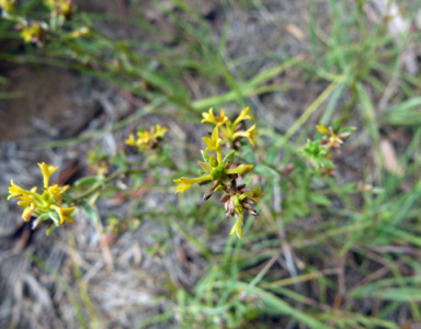 APII jpeg image of Pimelea curviflora var. sericea  © contact APII