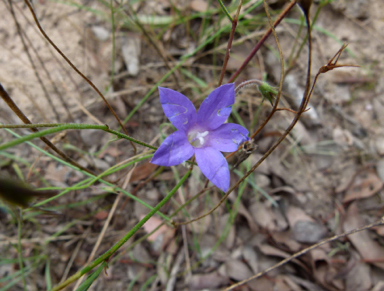 APII jpeg image of Wahlenbergia stricta subsp. stricta  © contact APII