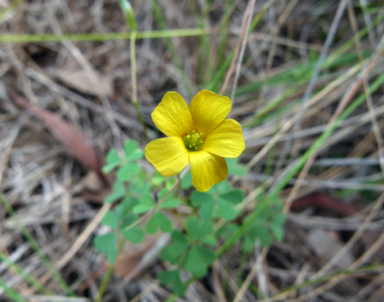 APII jpeg image of Oxalis perennans  © contact APII