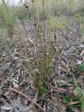 APII jpeg image of Juncus subsecundus  © contact APII