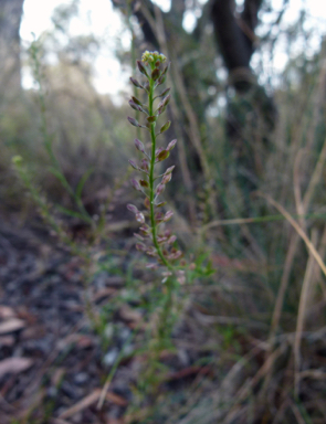 APII jpeg image of Lepidium africanum  © contact APII