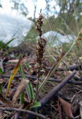 APII jpeg image of Plantago gaudichaudii  © contact APII