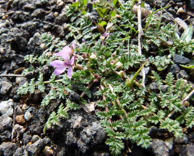 APII jpeg image of Erodium cicutarium  © contact APII