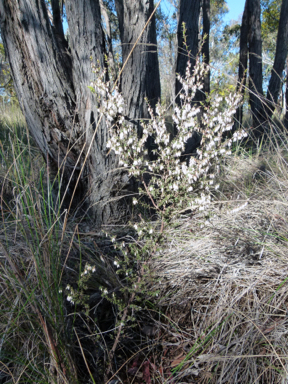 APII jpeg image of Leucopogon fletcheri subsp. brevisepalus  © contact APII