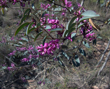 APII jpeg image of Indigofera australis subsp. australis  © contact APII