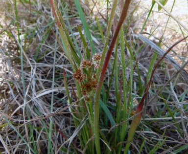 APII jpeg image of Luzula densiflora  © contact APII