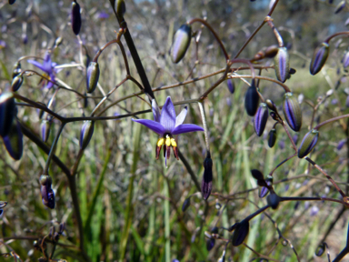 APII jpeg image of Dianella revoluta var. revoluta  © contact APII