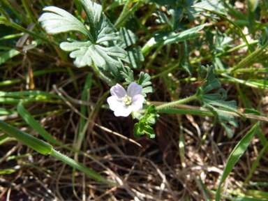 APII jpeg image of Geranium solanderi var. solanderi  © contact APII