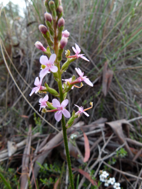 APII jpeg image of Stylidium graminifolium  © contact APII