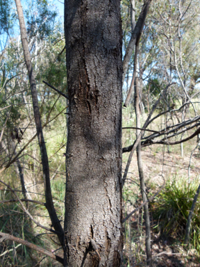 APII jpeg image of Allocasuarina verticillata  © contact APII