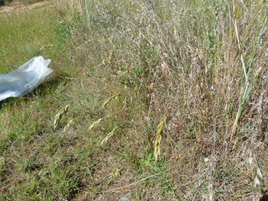 APII jpeg image of Bromus hordeaceus  © contact APII