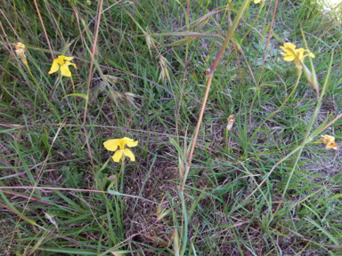 APII jpeg image of Goodenia pinnatifida  © contact APII