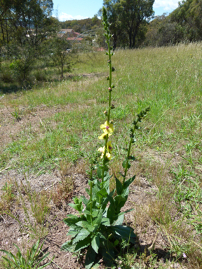 APII jpeg image of Verbascum virgatum  © contact APII