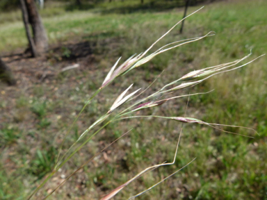 APII jpeg image of Austrostipa bigeniculata  © contact APII