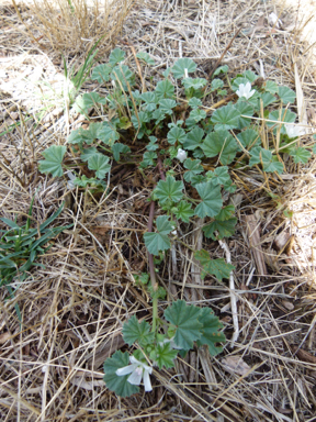 APII jpeg image of Malva parviflora  © contact APII