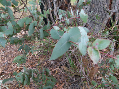 APII jpeg image of Eucalyptus bridgesiana  © contact APII