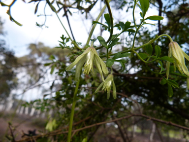 APII jpeg image of Clematis leptophylla  © contact APII