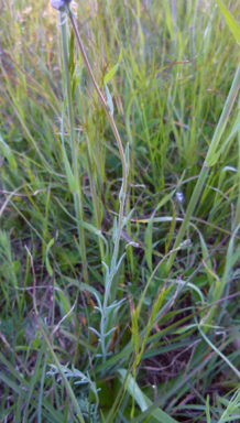 APII jpeg image of Linaria arvensis  © contact APII