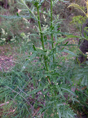 APII jpeg image of Senecio hispidulus  © contact APII