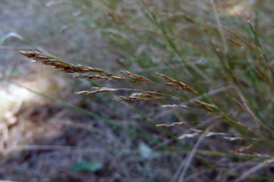 APII jpeg image of Agrostis gigantea  © contact APII