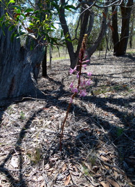 APII jpeg image of Dipodium roseum  © contact APII