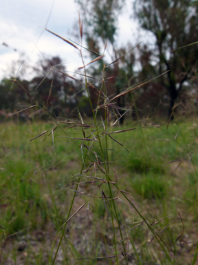 APII jpeg image of Aristida vagans  © contact APII