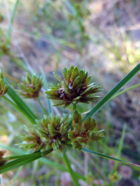 APII jpeg image of Cyperus eragrostis  © contact APII