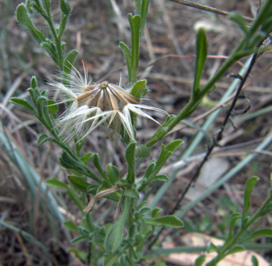 APII jpeg image of Vittadinia cuneata var. cuneata  © contact APII