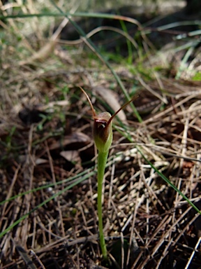 APII jpeg image of Pterostylis pedunculata  © contact APII