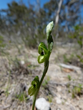 APII jpeg image of Hymenochilus bicolor  © contact APII