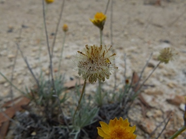 APII jpeg image of Leucochrysum albicans var. albicans  © contact APII