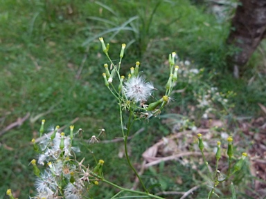 APII jpeg image of Senecio diaschides  © contact APII