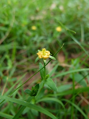 APII jpeg image of Hypericum japonicum  © contact APII