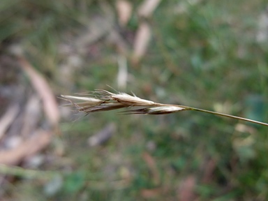 APII jpeg image of Rytidosperma racemosum var. racemosum  © contact APII