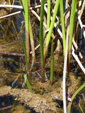 APII jpeg image of Eleocharis sphacelata  © contact APII