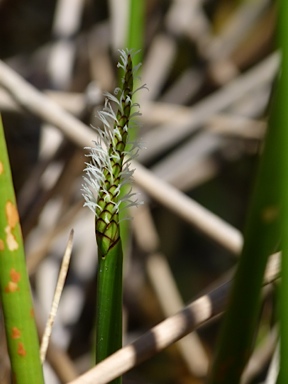 APII jpeg image of Eleocharis sphacelata  © contact APII