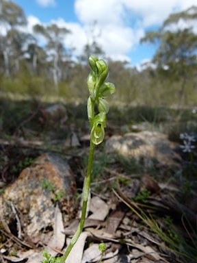 APII jpeg image of Pterostylis mutica  © contact APII