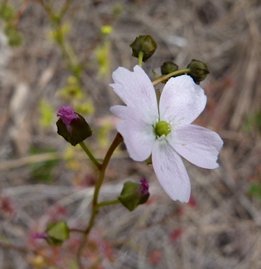 APII jpeg image of Drosera auriculata  © contact APII