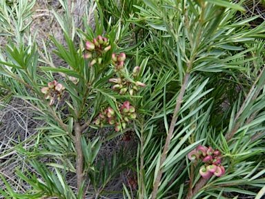 APII jpeg image of Grevillea  © contact APII