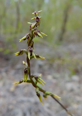 APII jpeg image of Corunastylis clivicola  © contact APII