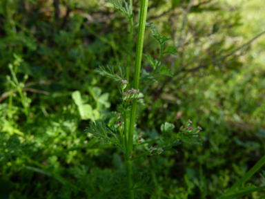 APII jpeg image of Daucus glochidiatus  © contact APII