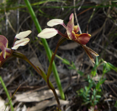 APII jpeg image of Diuris  © contact APII