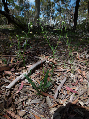 APII jpeg image of Myosotis australis  © contact APII